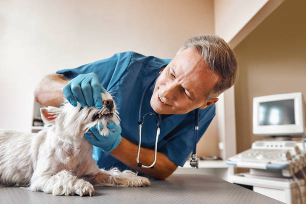 Best Emergency Dental Services for Seniors in Catasauqua, PA